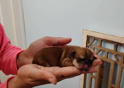 Cute Pomchi puppies