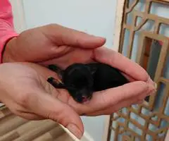Cute Pomchi puppies