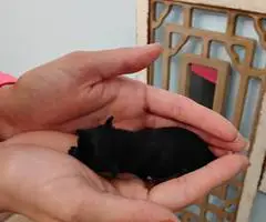 Cute Pomchi puppies