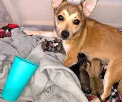 Cute Pomchi puppies