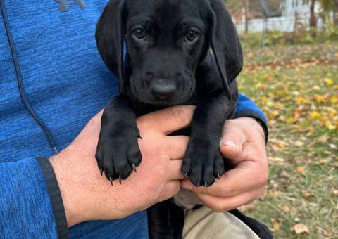 Medium size puppies for sale