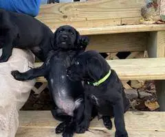 Medium size puppies for sale