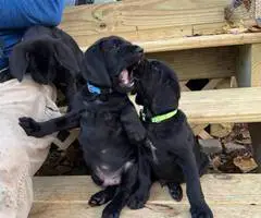 Medium size puppies for sale