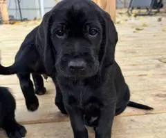 Medium size puppies for sale