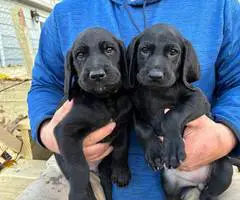 Medium size puppies for sale