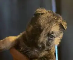 8 cheap German Shepherd puppies available