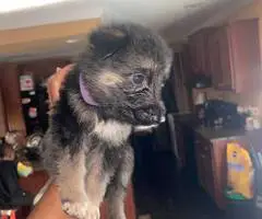8 cheap German Shepherd puppies available