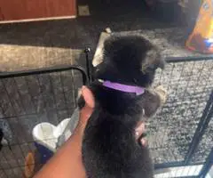 8 cheap German Shepherd puppies available
