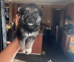 8 cheap German Shepherd puppies available