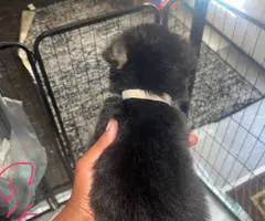 8 cheap German Shepherd puppies available