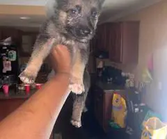 8 cheap German Shepherd puppies available