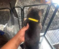 8 cheap German Shepherd puppies available