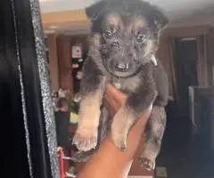 8 cheap German Shepherd puppies available