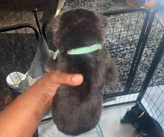8 cheap German Shepherd puppies available