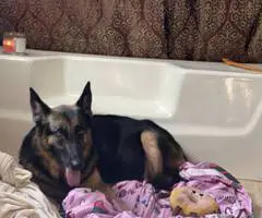 8 cheap German Shepherd puppies available