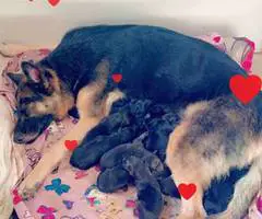 8 cheap German Shepherd puppies available