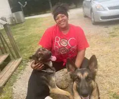8 cheap German Shepherd puppies available