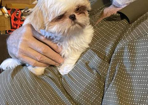 AKC Shih Tzu