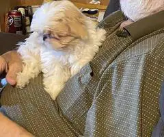 AKC Shih Tzu