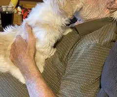 AKC Shih Tzu