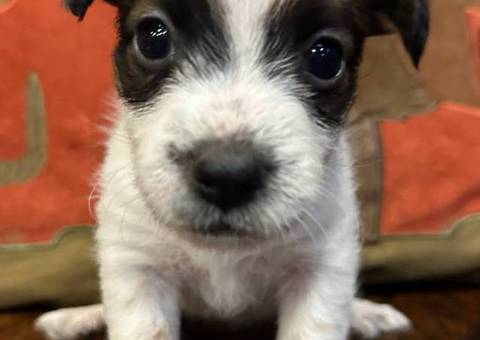 6 Jack Russell Terrier puppies for sale