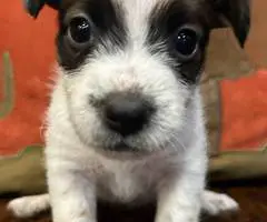 6 Jack Russell Terrier puppies for sale