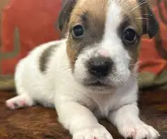 6 Jack Russell Terrier puppies for sale