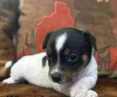 6 Jack Russell Terrier puppies for sale