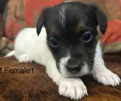 6 Jack Russell Terrier puppies for sale