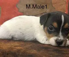 6 Jack Russell Terrier puppies for sale