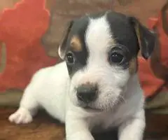 6 Jack Russell Terrier puppies for sale