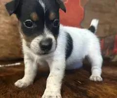 6 Jack Russell Terrier puppies for sale