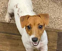 6 Jack Russell Terrier puppies for sale