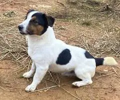 6 Jack Russell Terrier puppies for sale