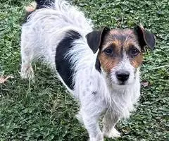 6 Jack Russell Terrier puppies for sale