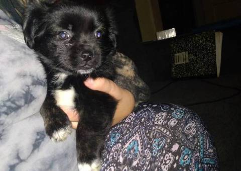 2 female Shih Tzu x Pekingese puppies