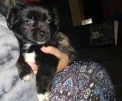 2 female Shih Tzu x Pekingese puppies