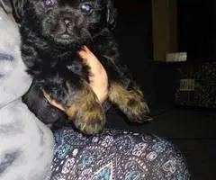 2 female Shih Tzu x Pekingese puppies