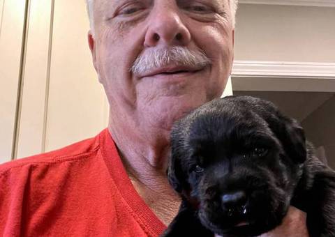 5 AKC English Lab Puppies for Sale