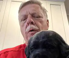 5 AKC English Lab Puppies for Sale
