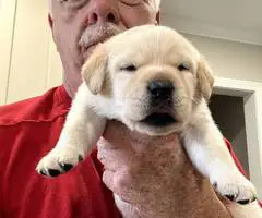5 AKC English Lab Puppies for Sale