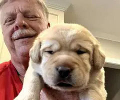 5 AKC English Lab Puppies for Sale