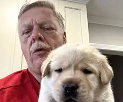 5 AKC English Lab Puppies for Sale