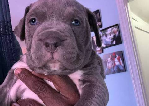 Purebred American Staffordshire Terrier puppies