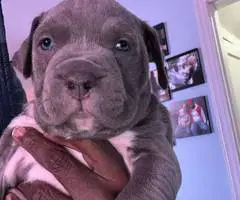 Purebred American Staffordshire Terrier puppies