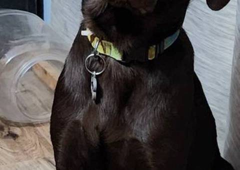 Christmas Goldador puppy