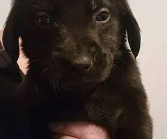 Christmas Goldador puppy