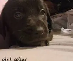 Christmas Goldador puppy