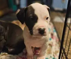 3 Pitbull puppies ready to go