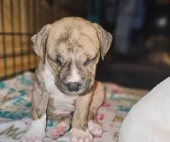 3 Pitbull puppies ready to go